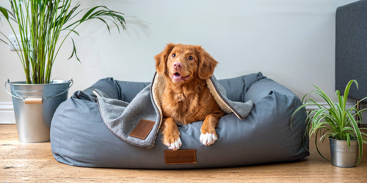 Melhor cama para cachorro