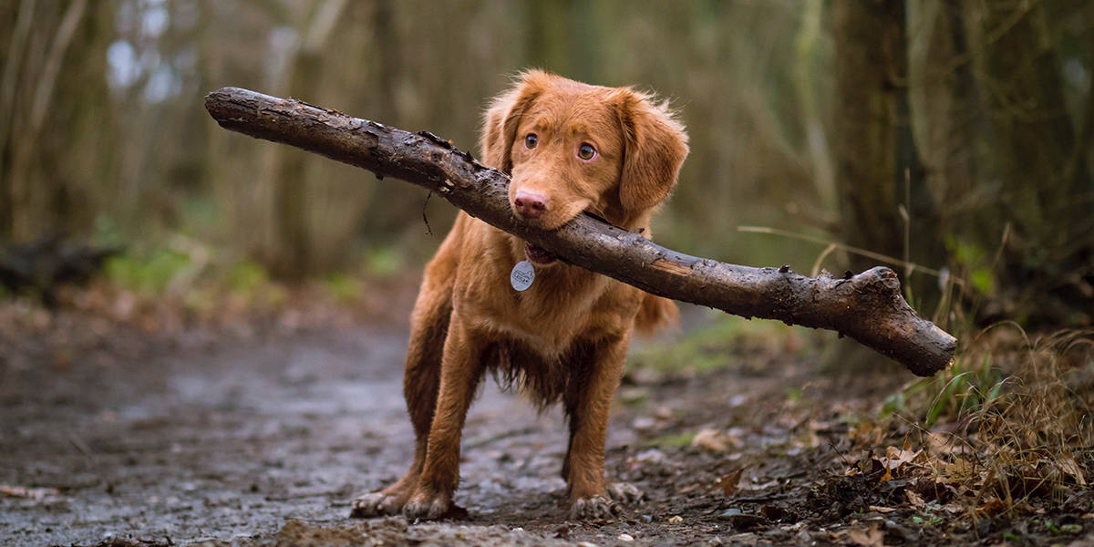 Melhores Coleiras para Cachorro