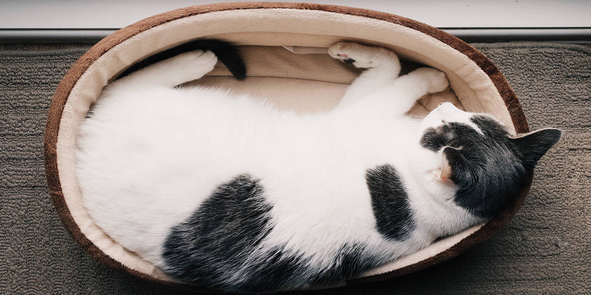 melhores camas para gatos