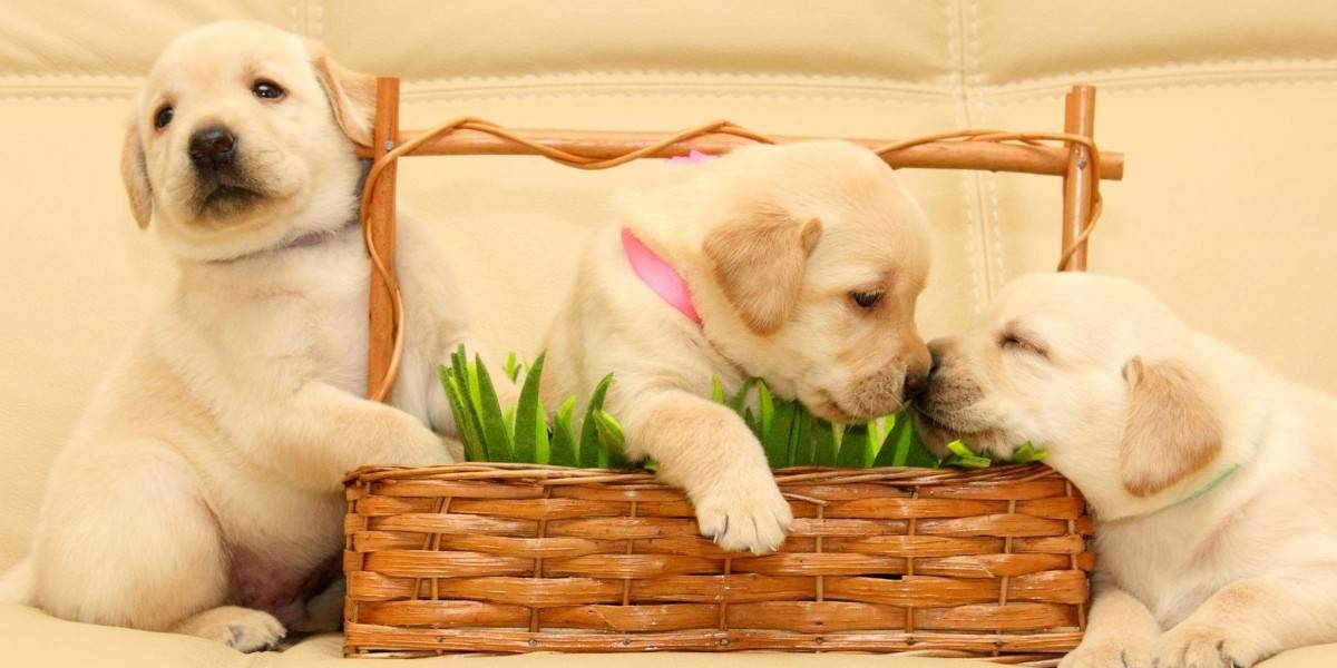 Melhores Rações para Cachorros Filhotes