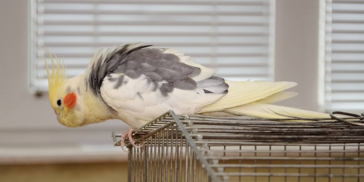 Melhores Gaiolas para Calopsita