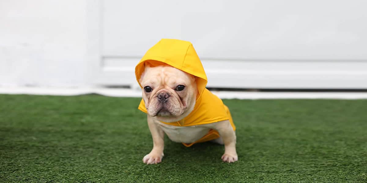 Melhores Capas de Chuva para Cachorros