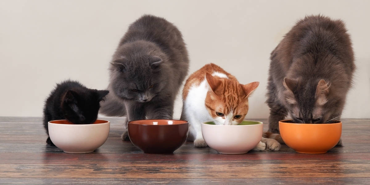 Melhores Comedouros para Gatos