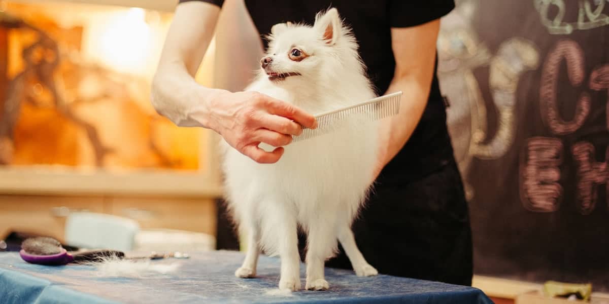 Melhores Pentes para Cachorro