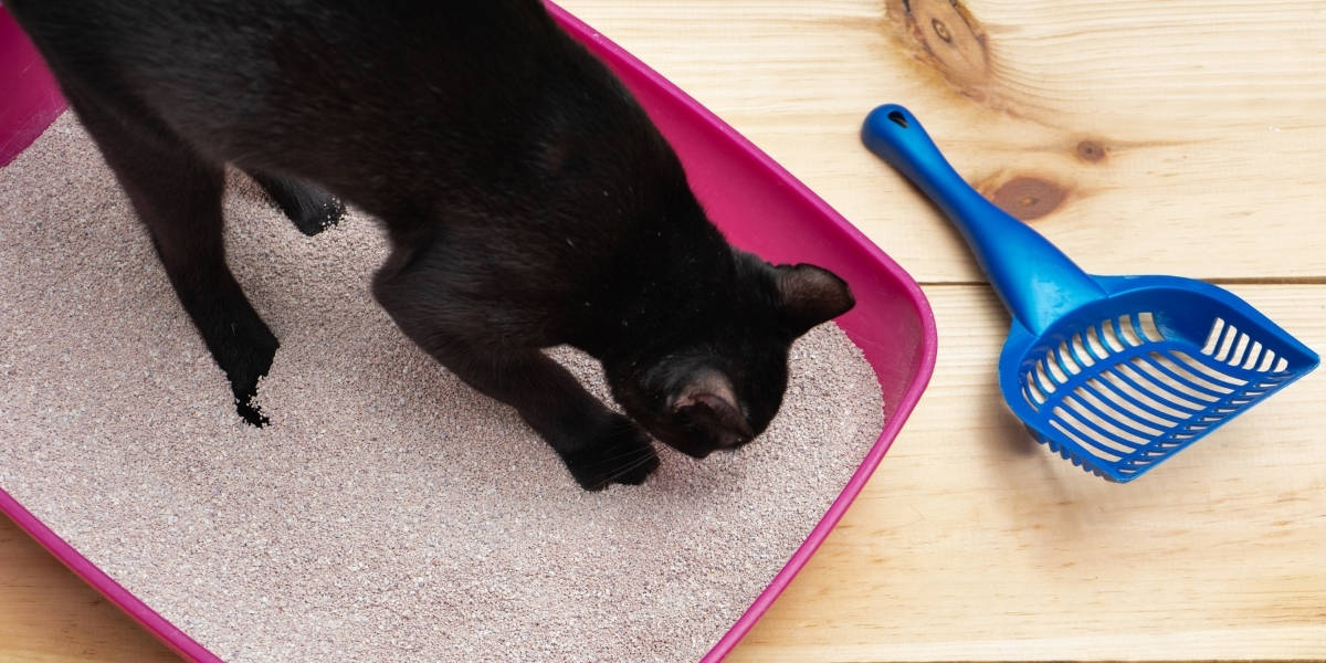 Melhores Areias para Gatos