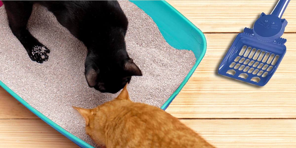 Melhores Caixas de Areia para Gatos