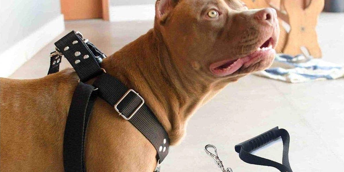 Melhores Cintos de Segurança para Cachorro