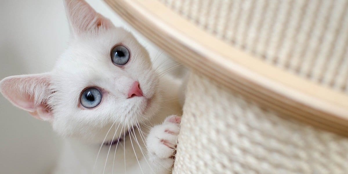 Melhores Arranhadores para Gato