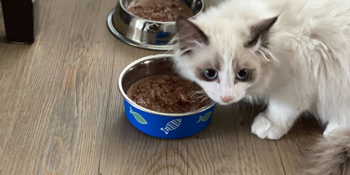 Melhores Rações Para Gato