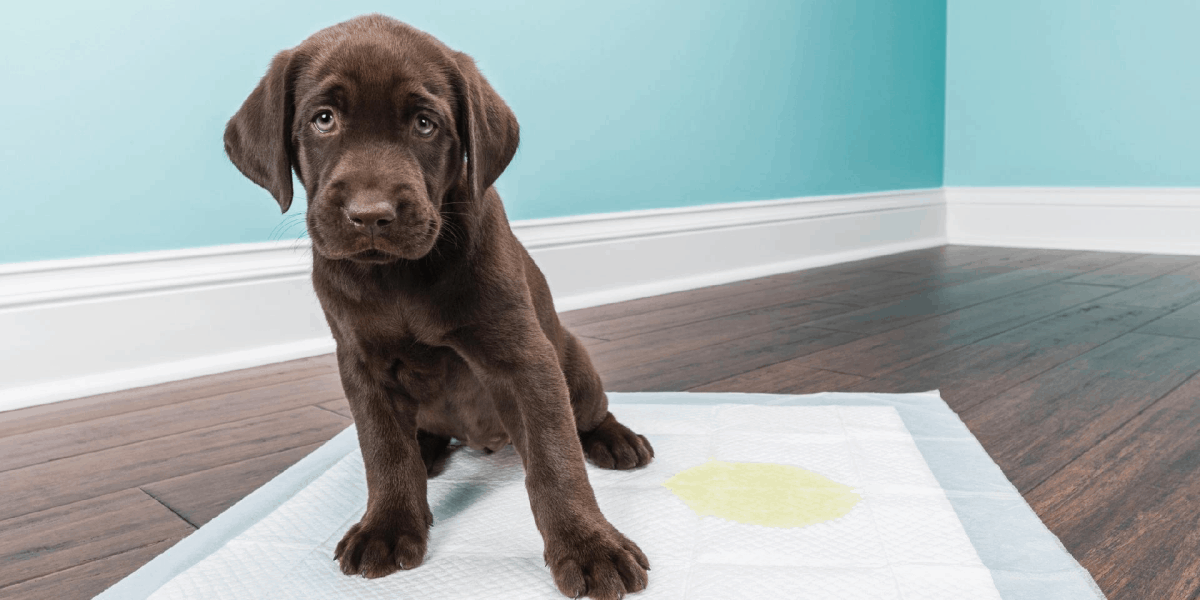 Melhores Tapetes Higiênicos para Cachorro