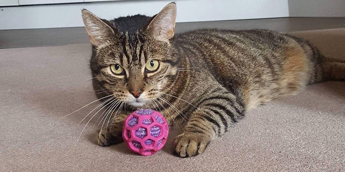 Melhores Brinquedos para Gatos