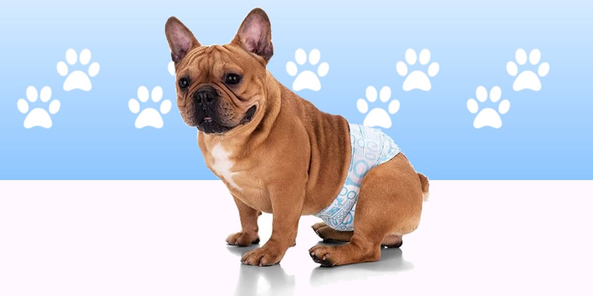 Melhores Fraldas Para Cachorro