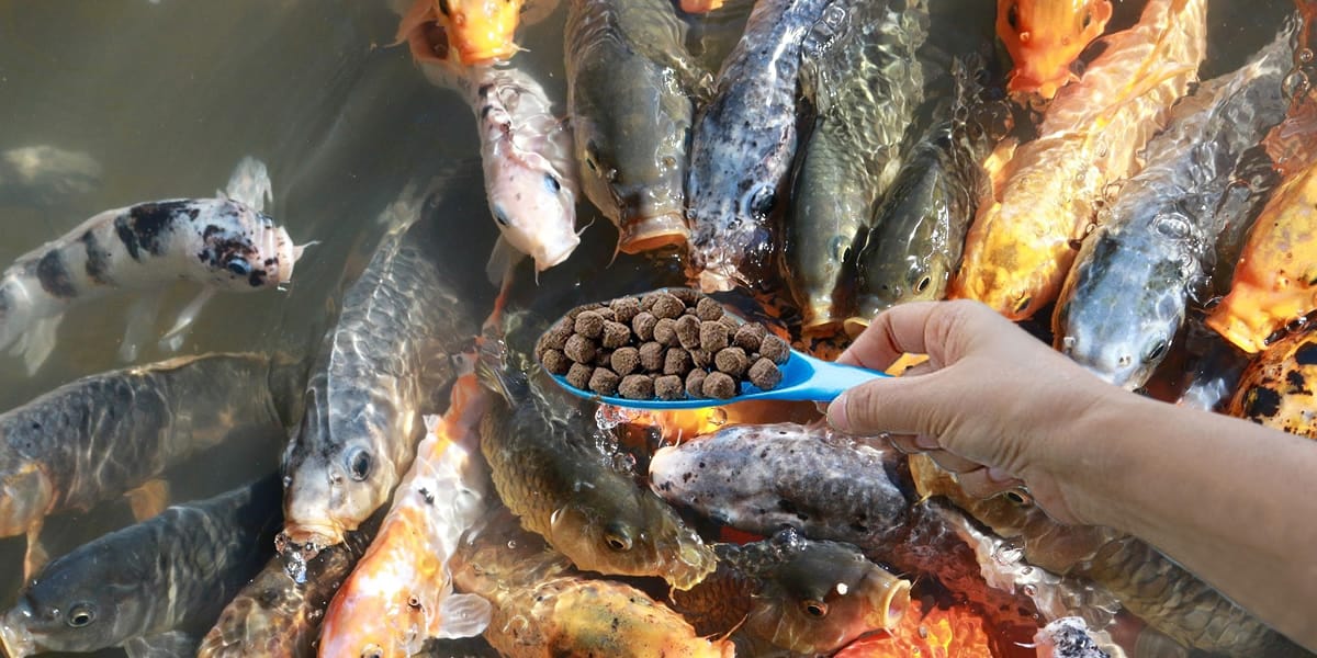Melhores Rações para Peixes