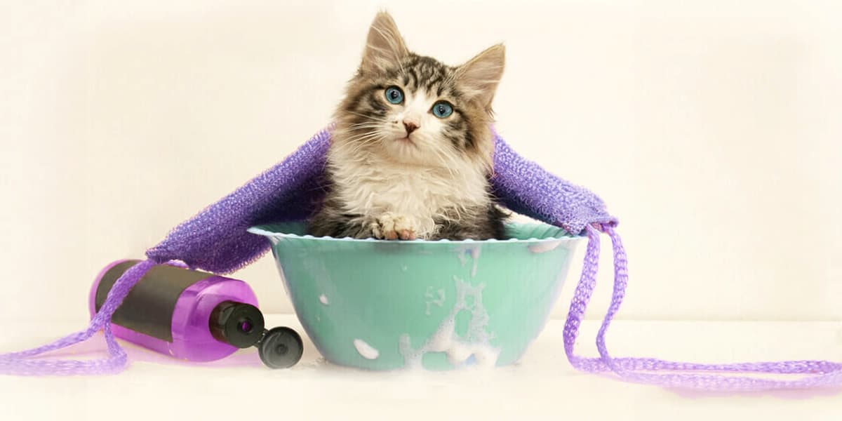 Melhores Shampoos Para Gato