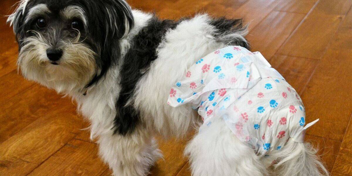 As 6 Melhores Fraldas para Cachorro de 2026 - Portal Ar Livre