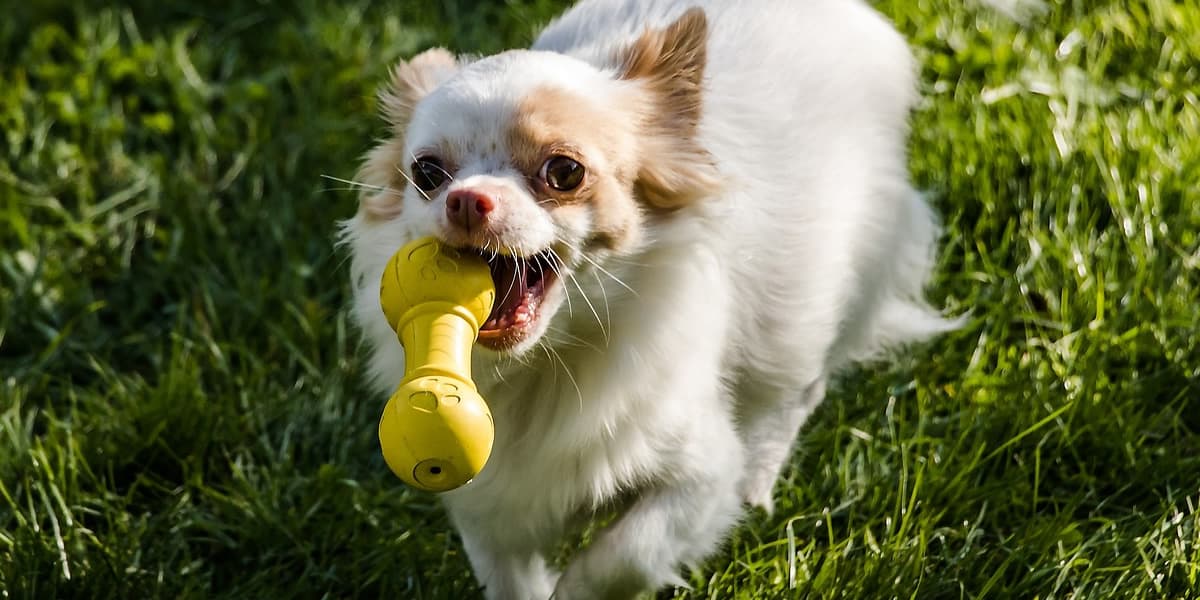 Melhores Mordedores para Cachorro