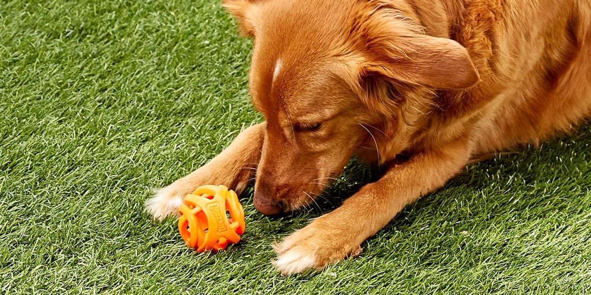 Melhores Brinquedos para Cachorro