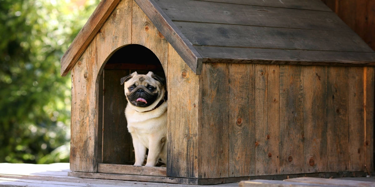 Melhores Casinhas para Cachorro