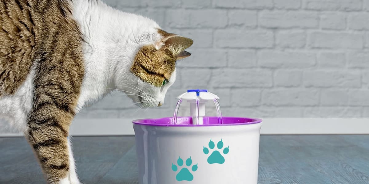 Melhores Bebedouros para Gatos