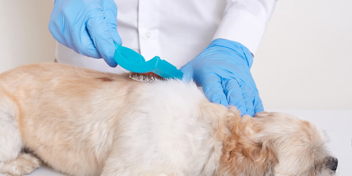 Melhores Escovas para Cachorro