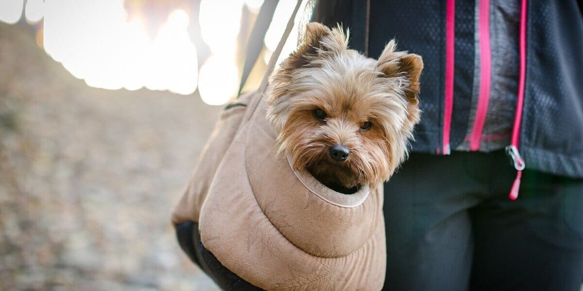 Melhores Bolsas para Pet