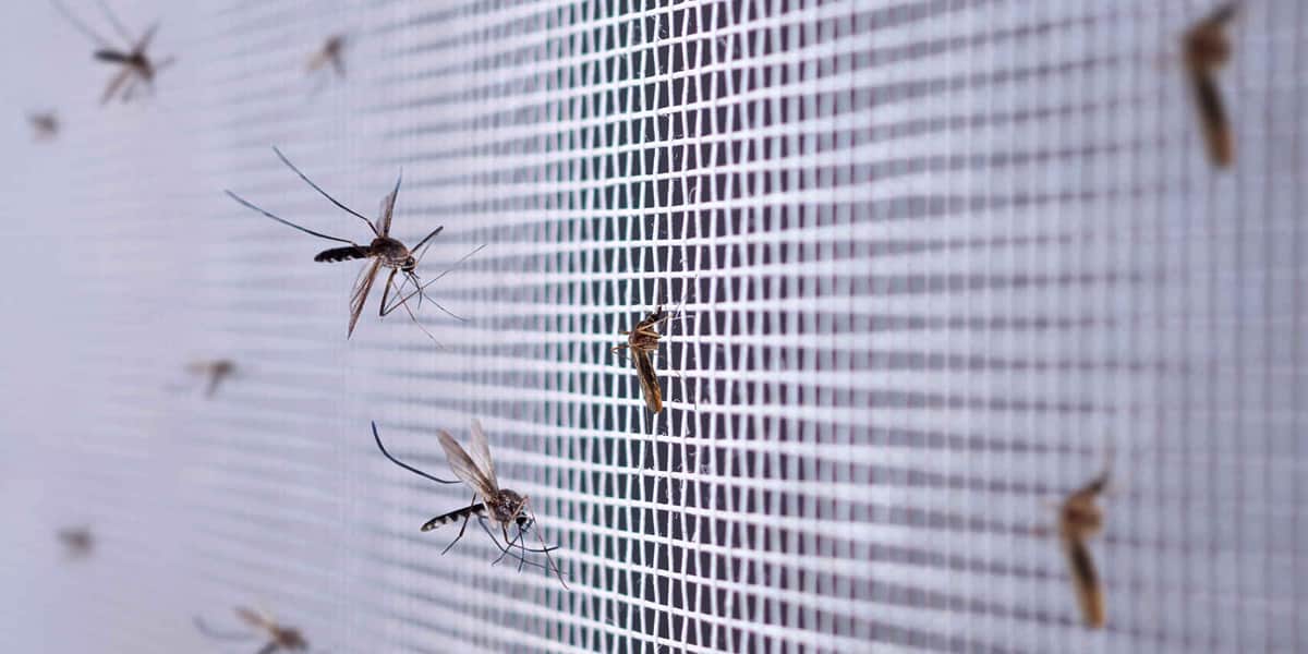 Melhores Telas Mosquiteiro