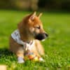 Akita Inu