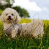 Bichon Frisé