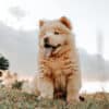 Chow-Chow