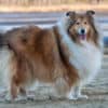 Collie