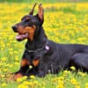 Doberman