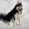 Husky Siberiano