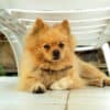 Lulu da Pomerânia