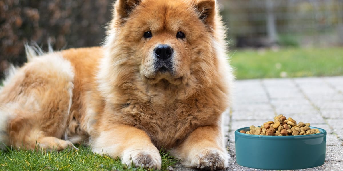Melhores Rações para Chow Chow