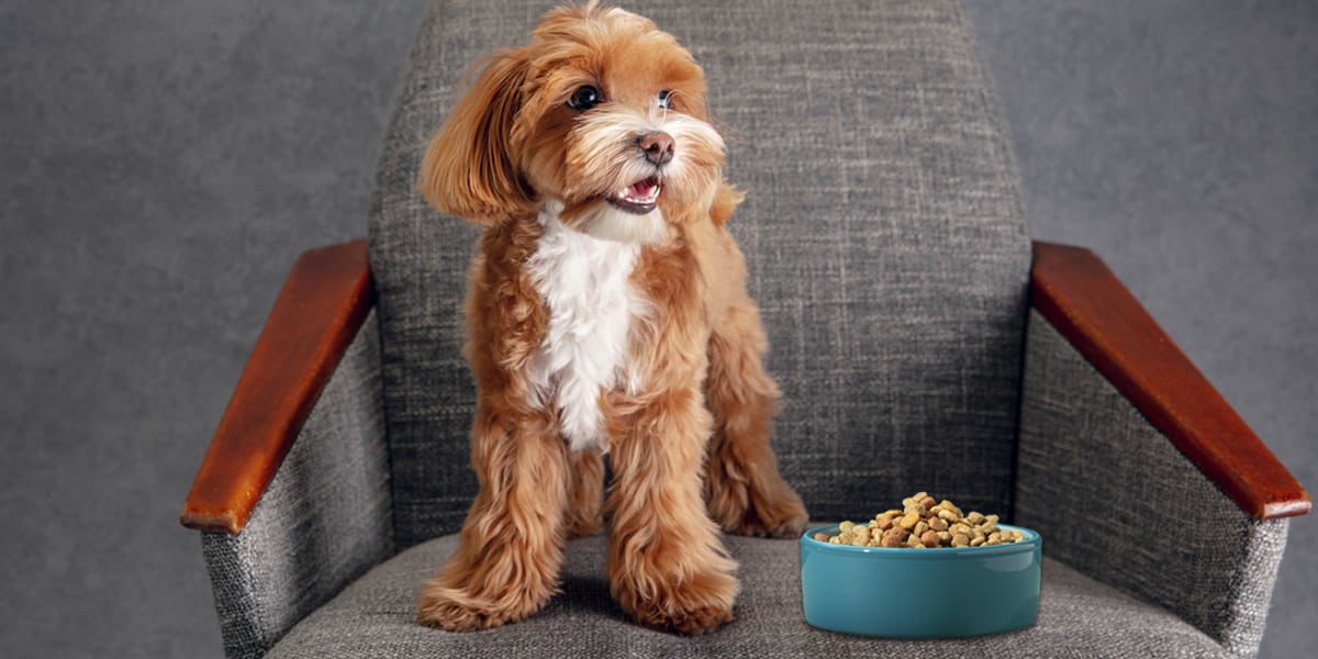 Melhores Rações para Shih Tzu