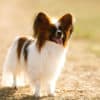 Papillon