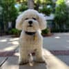 Poodle