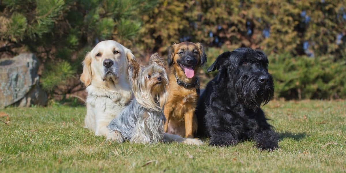 Raças de Cachorro Mais Bonitas