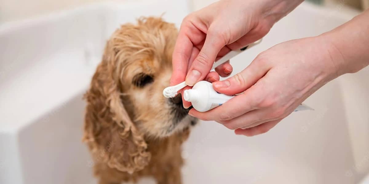 Melhores Pastas de Dentes para Cachorro